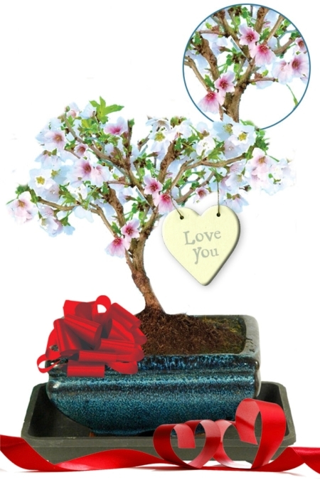 Flowering Cherry Blossom Valentine's Flowers - Bonsai Trees for Sale UK