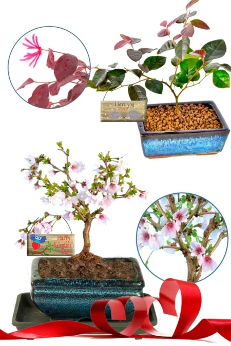 Valentine’s Day Flowering Bonsai Duo – The Cherry Blossom & Chinese Blush Tree!