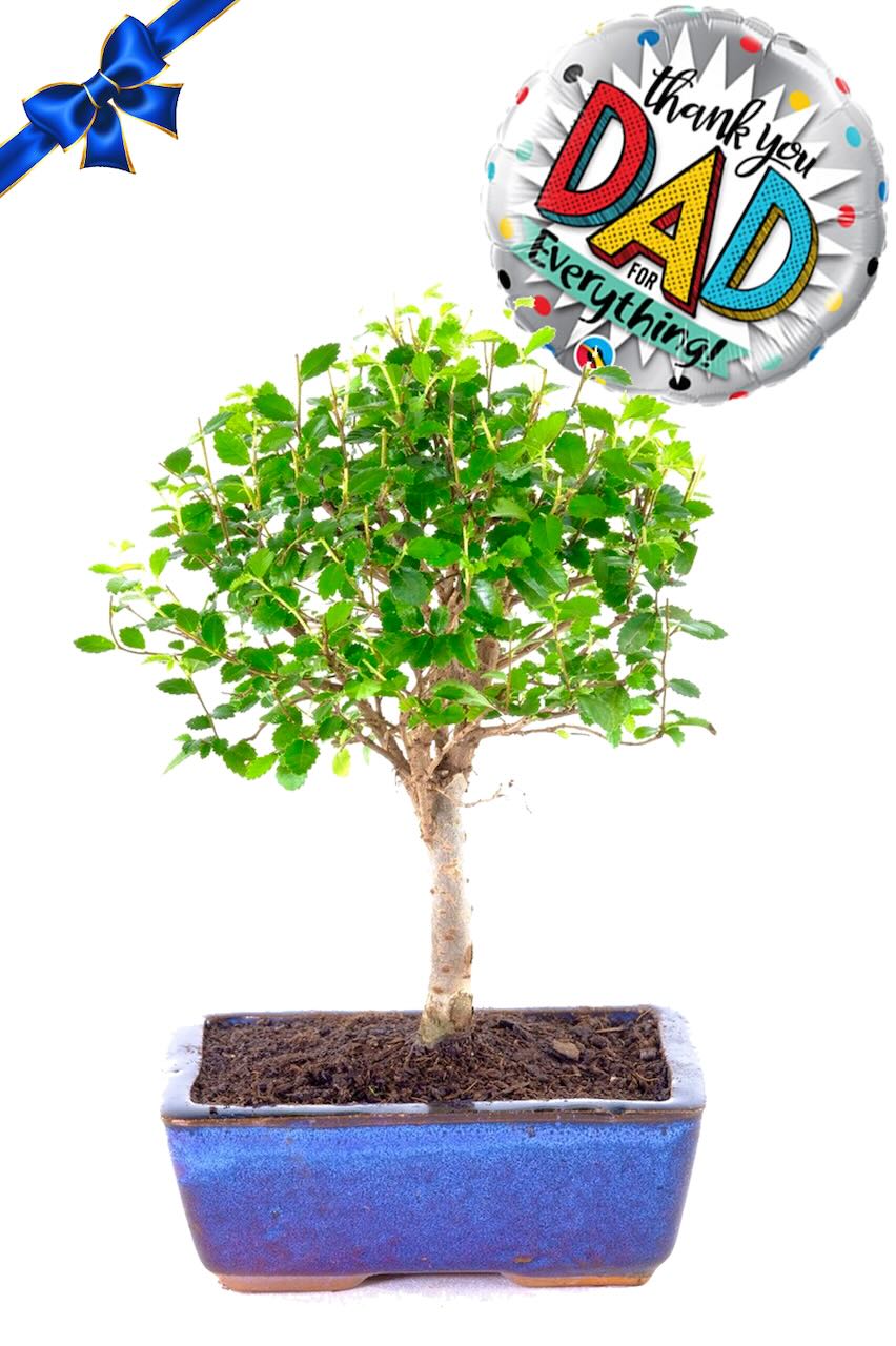 Happy Father's Day to your amazing dad - Woodland-style Chinese Elm bonsai tree for sale