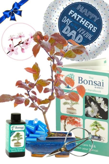 First Father's Day Gift | Purple Cherry Blossom Bonsai Tree Kit