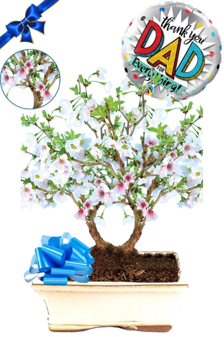 Incredible twin cherry blossom bonsai tree gift for Father's day