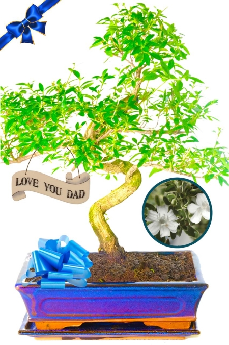 Larger Serissa Bonsai - Best Dad gift for Fathers Day