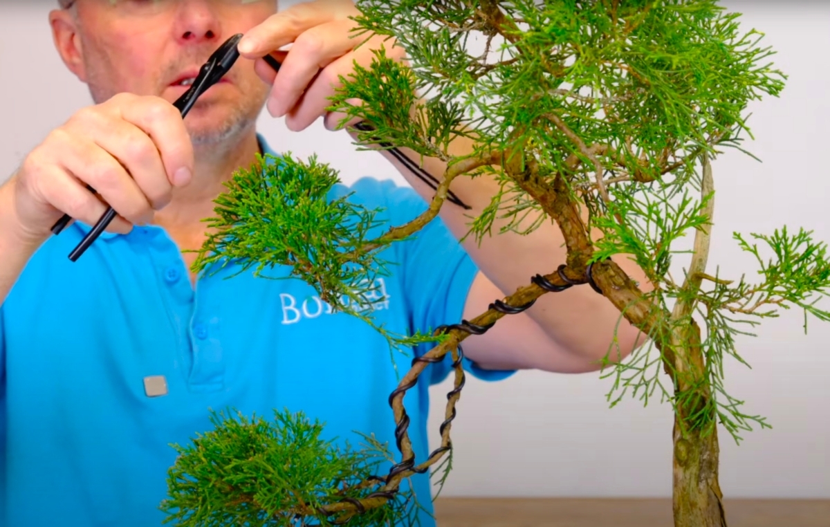 Wiring this Chinese Juniper bonsai tree to improvement the styling and overall design