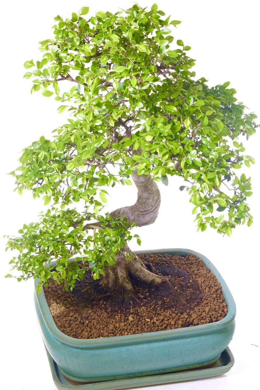 Beautiful naturally small evergreen leaves adorn the bonsai tree
