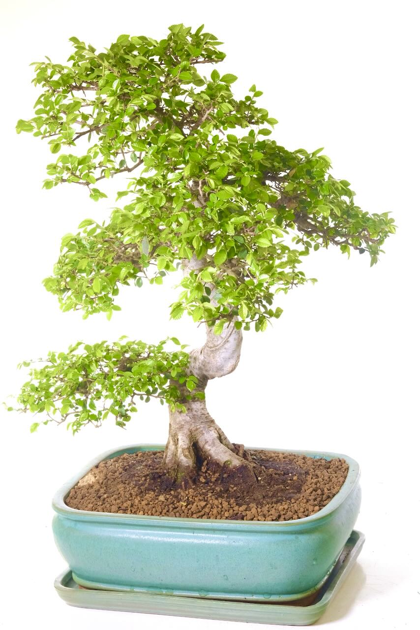 Striking bonsai tree for sale in everyway