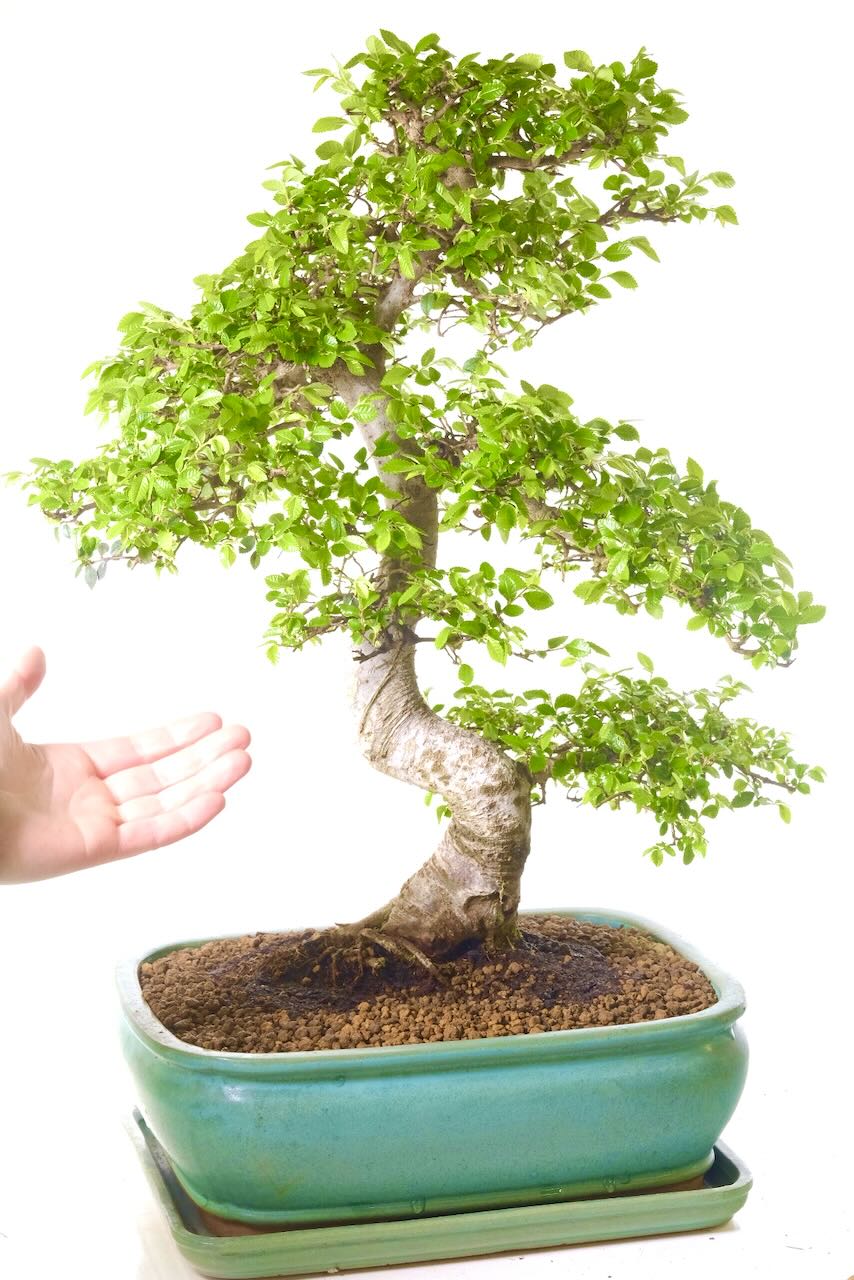 Ulmus parvifolia big bonsai tree for sale
