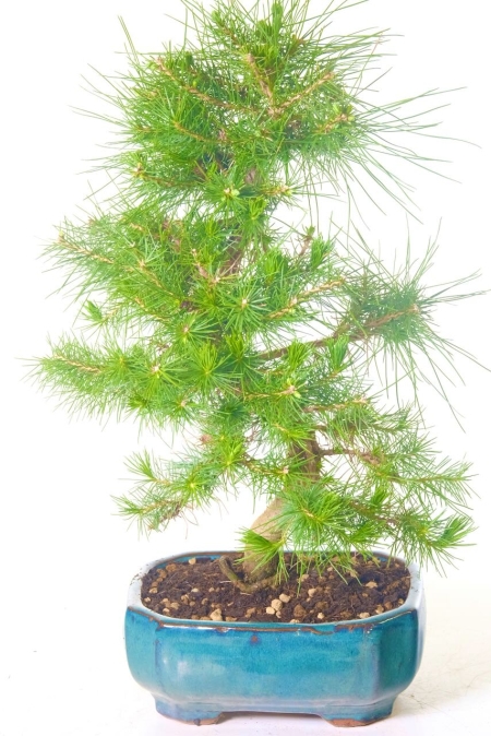 Top Quality Pine Bonsai Tree for Sale in Green Pot