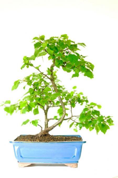 Bonsai Silver Birch | Sublime Styling with Fluttering Leaves - Perfect Silver Wedding Gift