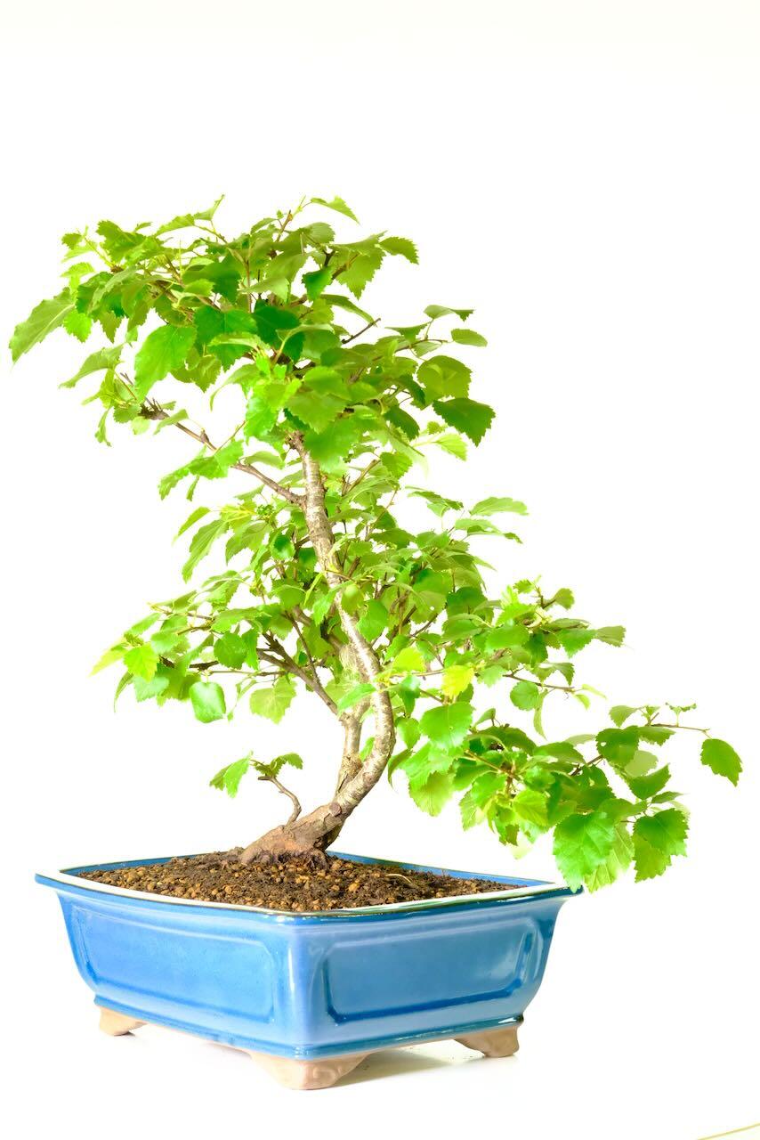 A beautiful Silver Wedding Anniversary Gift Idea.