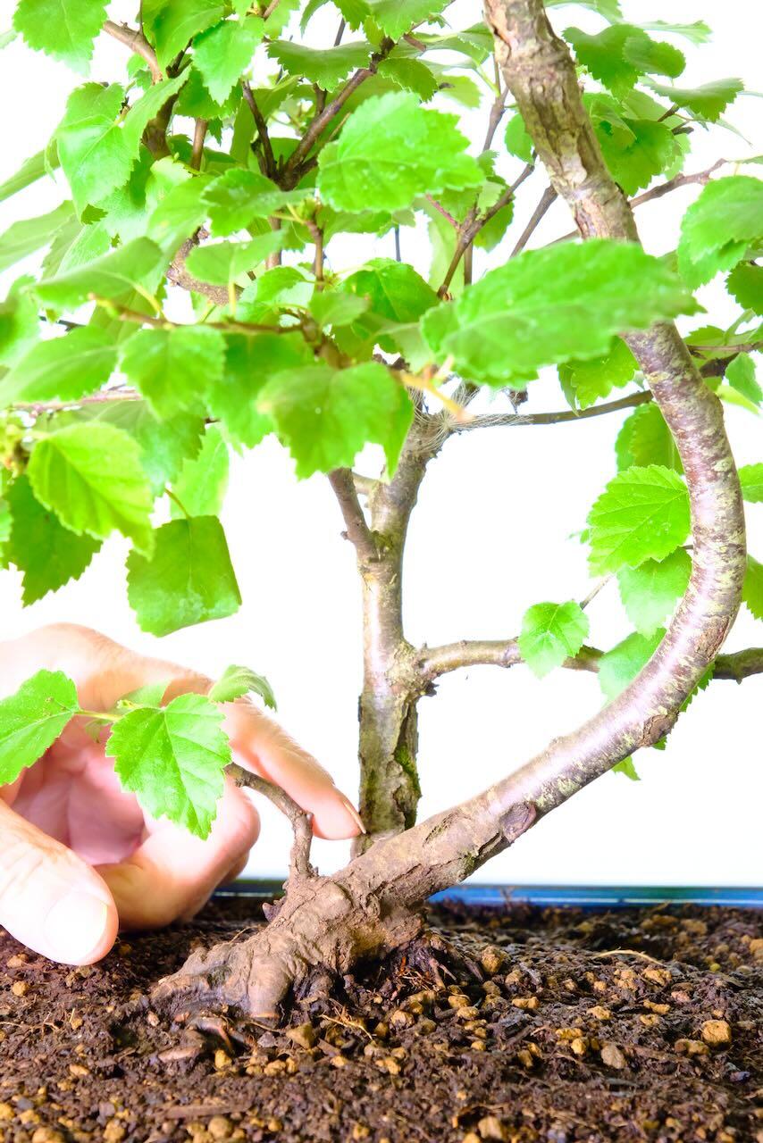 Elegant Bonsai Silver Birch | Strong Design with Beautiful 'Heart-Shaped' Leaves.