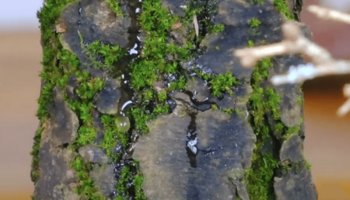 Close up of the mossy bark of this Larch Bonsai Tree. Highlighting the natural aged cragginess.