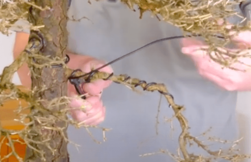 Close up of Lloyd applying bonsai wire to the branch of this larch bonsai tree