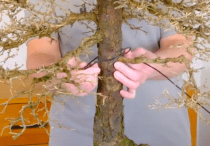 Anchor the wire firmly round the trunk before you start