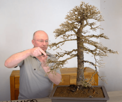 Discover the Beauty of Larch Bonsai: Repotting and Root Care [45-46 years old]