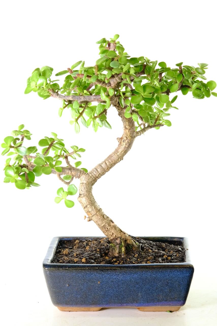 Money Tree Bonsai - 12 year old Mid-Sized Indoor Bonsai
