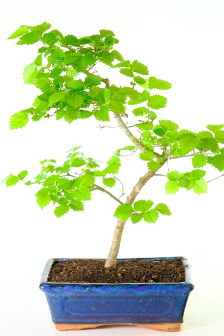 Pretty outdoor English Elm bonsai tree for sale UK