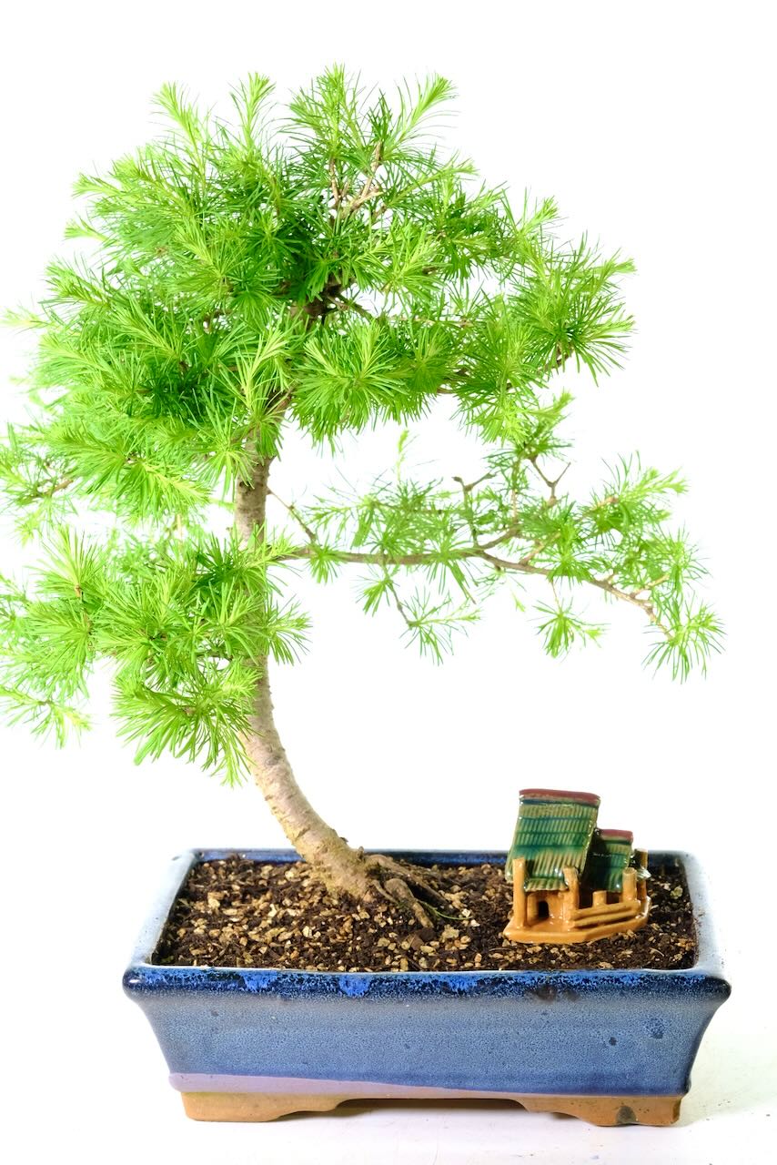 Elegant Outdoor Larch Bonsai | Hardy with Lime Green Rosettes of Needles