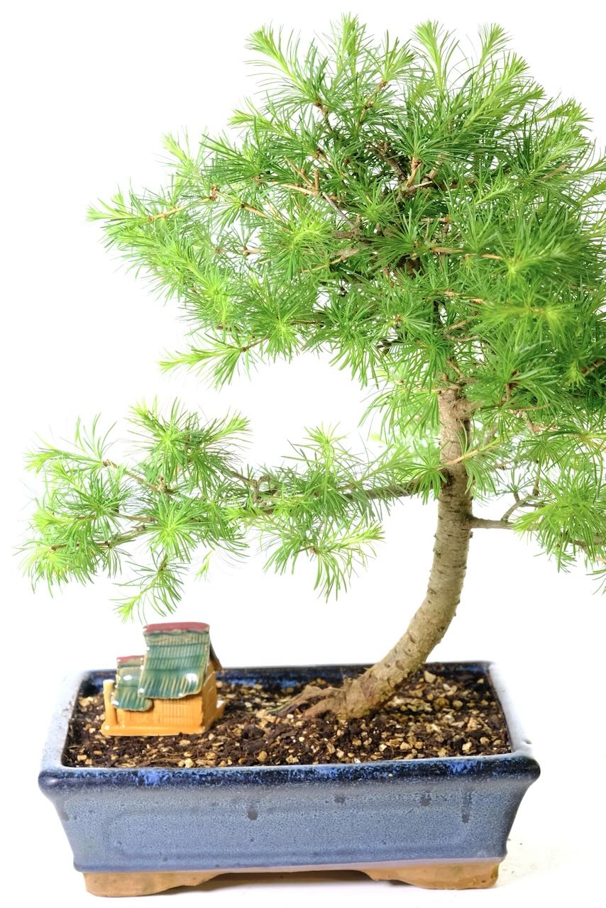 Artistic Larch/Larix bonsai Tree | Exceptional Character