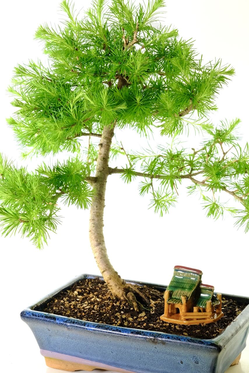 FREE fast delivery available to most of the Uk on our entire Bonsai tree range