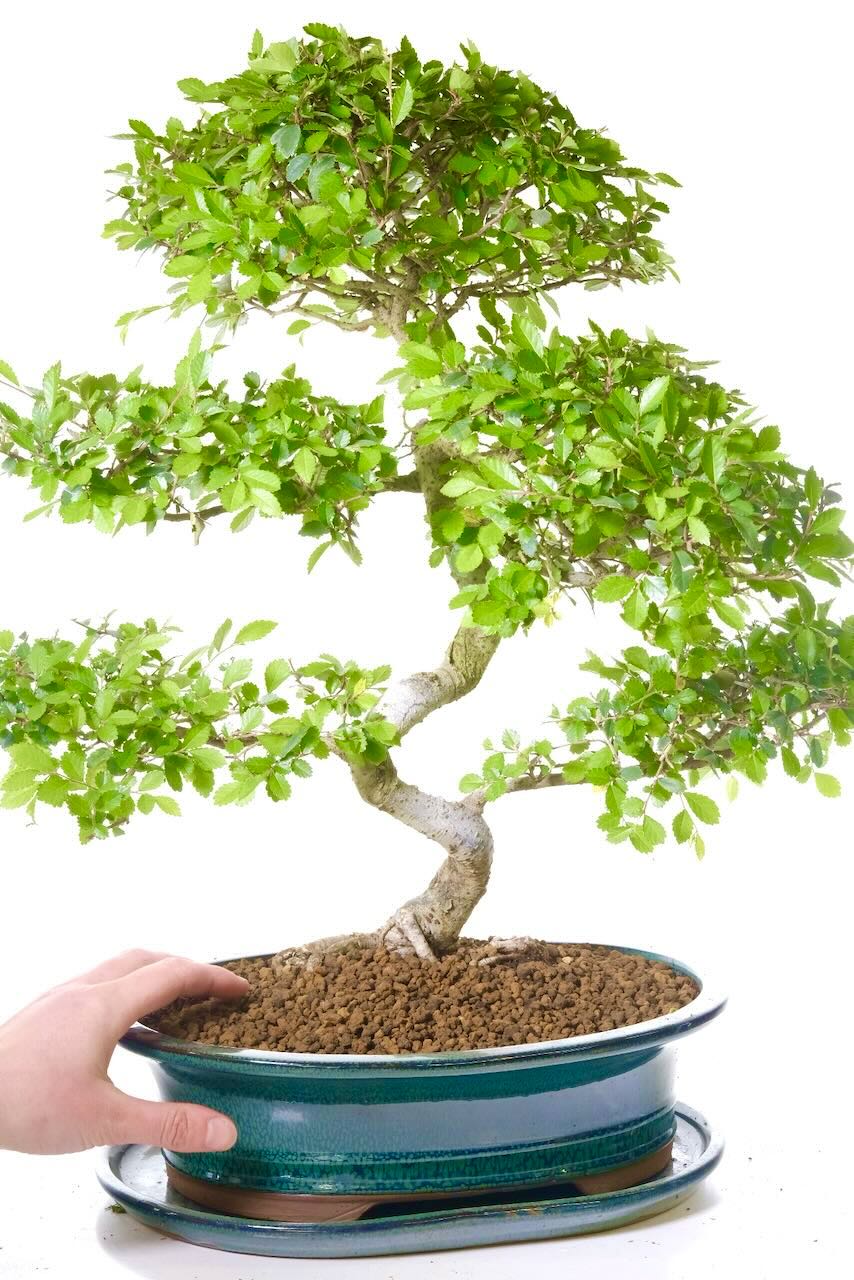 Bonsai gifts for any occasion including birthdays and anniversary's