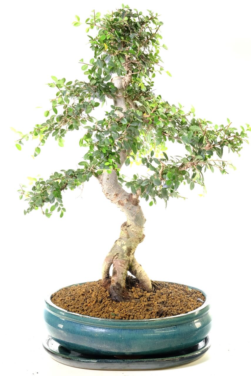 This Chinese elm is a radiant bonsai bargain