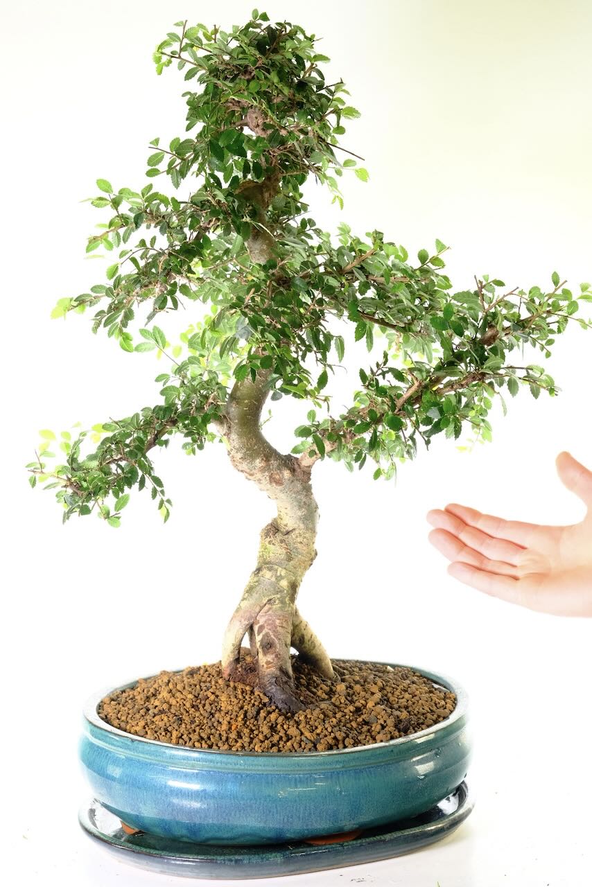 Very tall & impressive Chinese elm bonsai for sale