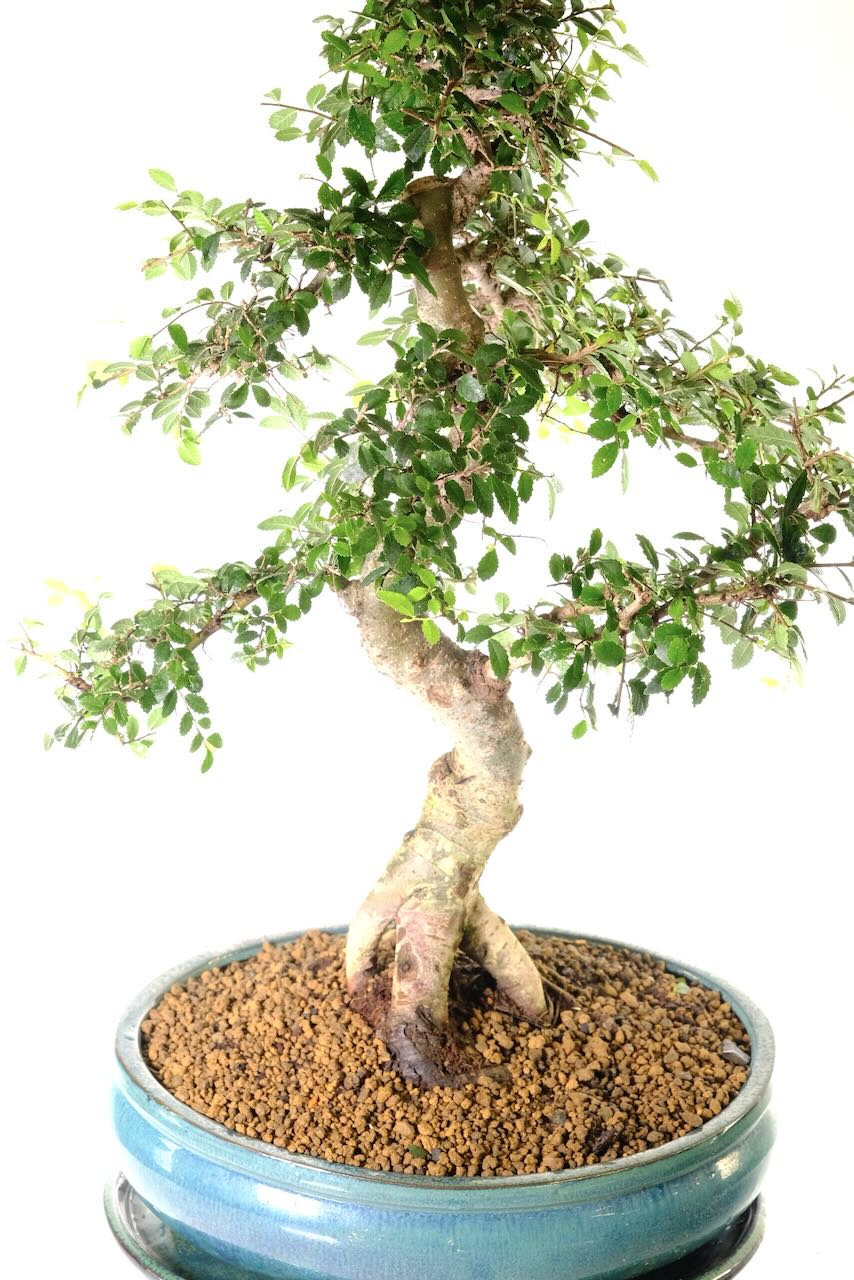 Impressive 23 year old Evergreen Chinese Elm bonsai in Complimenting Sea-Green Pot