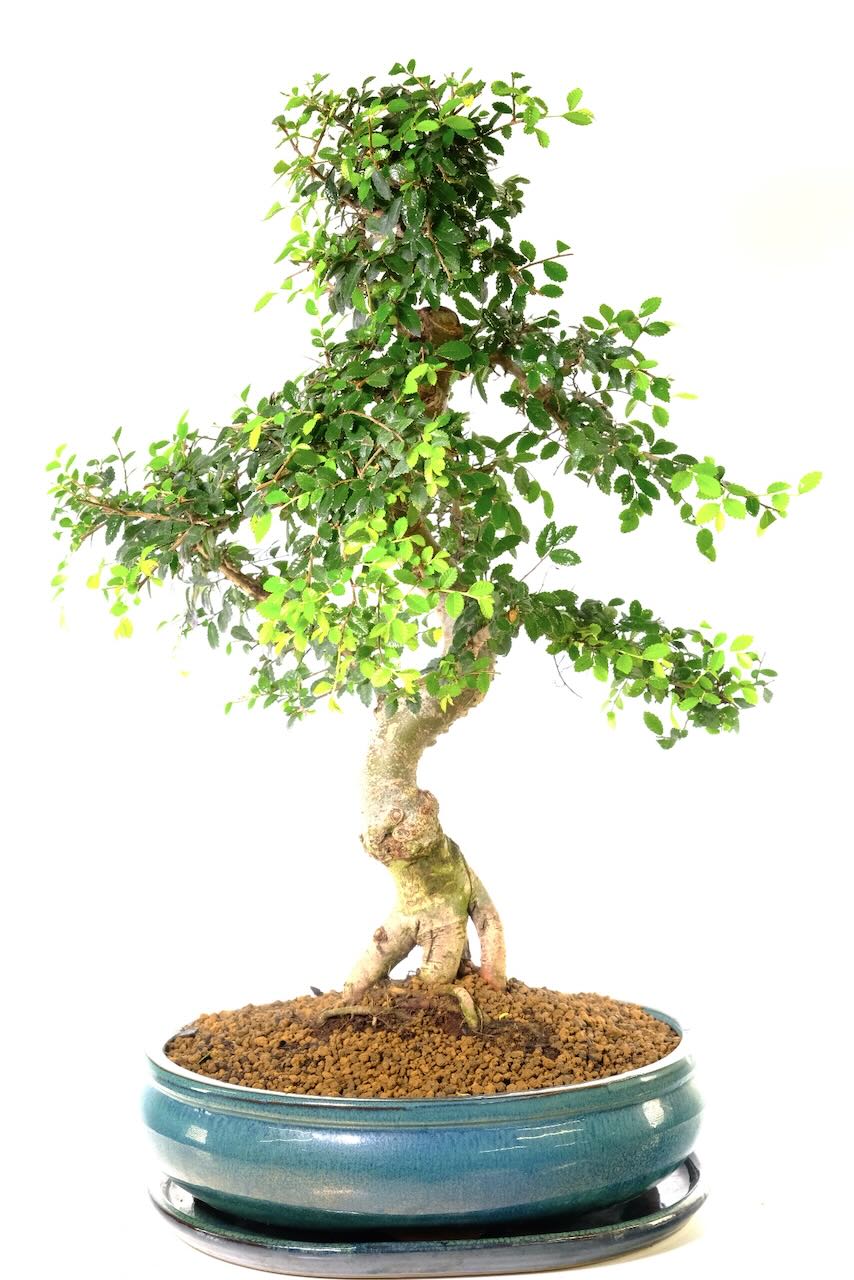 Very Large Majestic Chinese Elm Indoor Bonsai - Simply Sensational | 23 years of Beauty