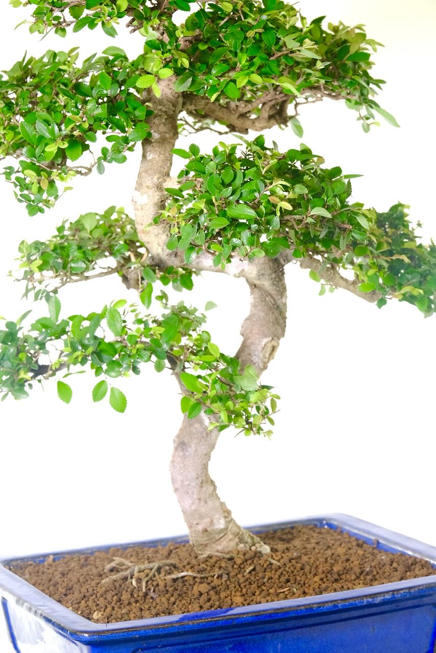 Just look at that flowing trunk! Beautiful tapering and dynamic movement give this tree its commanding presence.