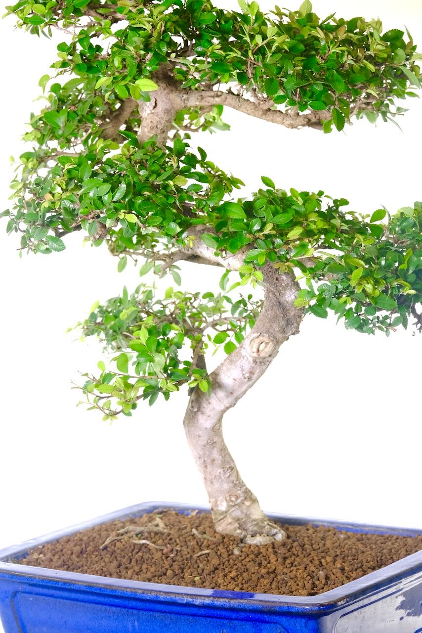 Artful, well-spaced branching allows light and air to flow freely—showcasing both skilful styling and natural grace.