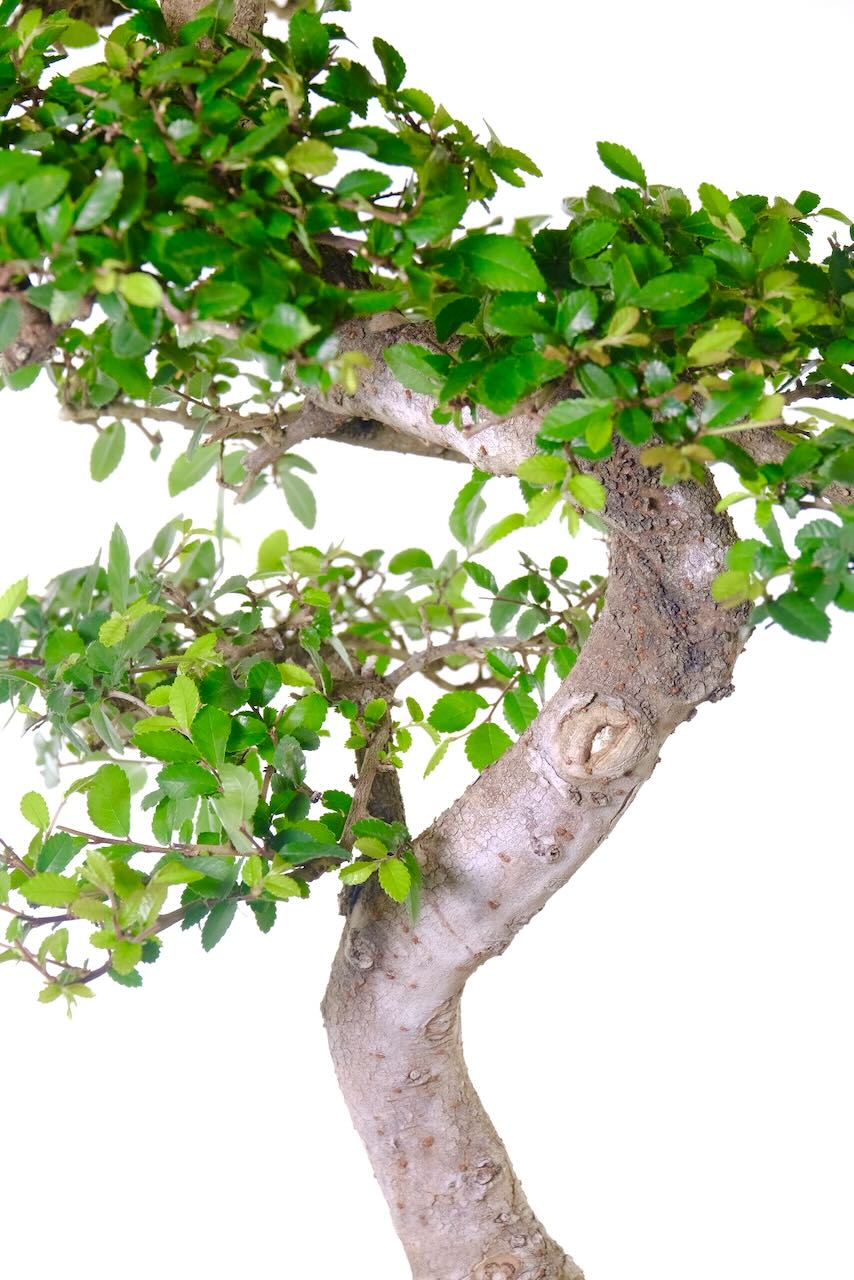 A tree of wisdom, love, and strength—perfect for gifting or meaningful self-reflection.