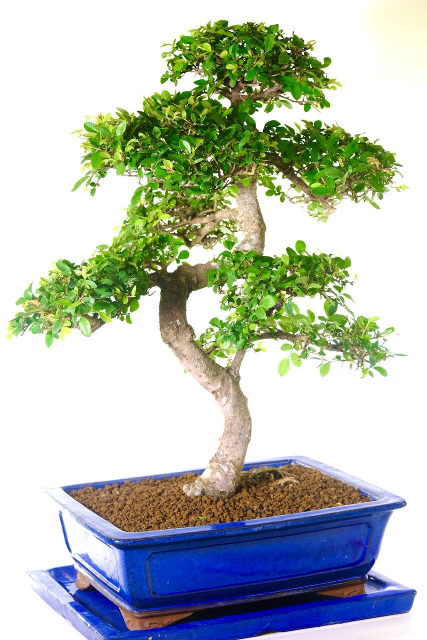 Delivered next working day, expertly packaged to protect every branch and detail. Ready to enjoy straight out of the box.