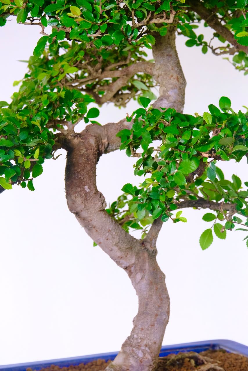 The textured, mature bark adds depth and character—nature’s own artwork, 28 years in the making.