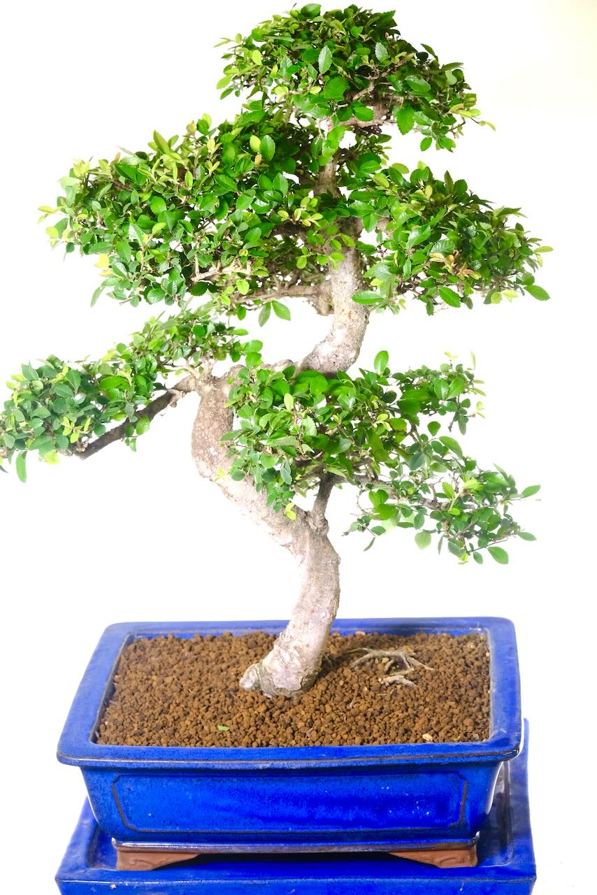 Easy to care for, despite its dramatic look. A perfect blend of low-maintenance living and lasting impact.