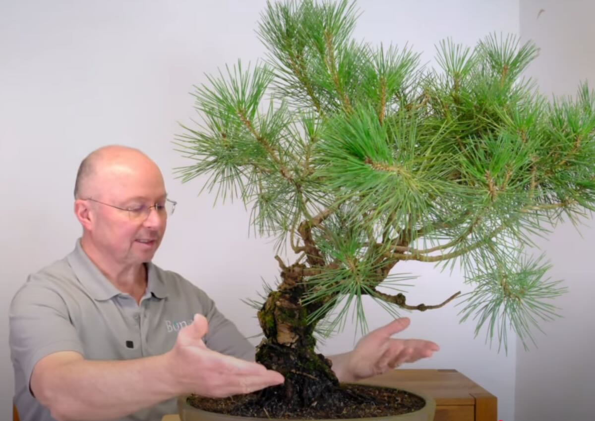 Bonsai | 60 year old Pinus thunbergii