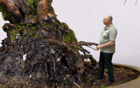Japanese Black Pine Bonsai Nebari