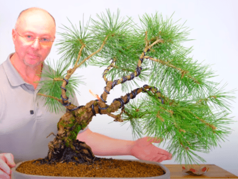 The beauty of this 60 year old Japanese black pine bonsai tree