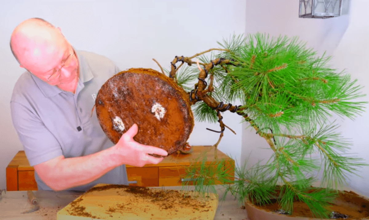 Looking at the roots of this Black pine bonsai