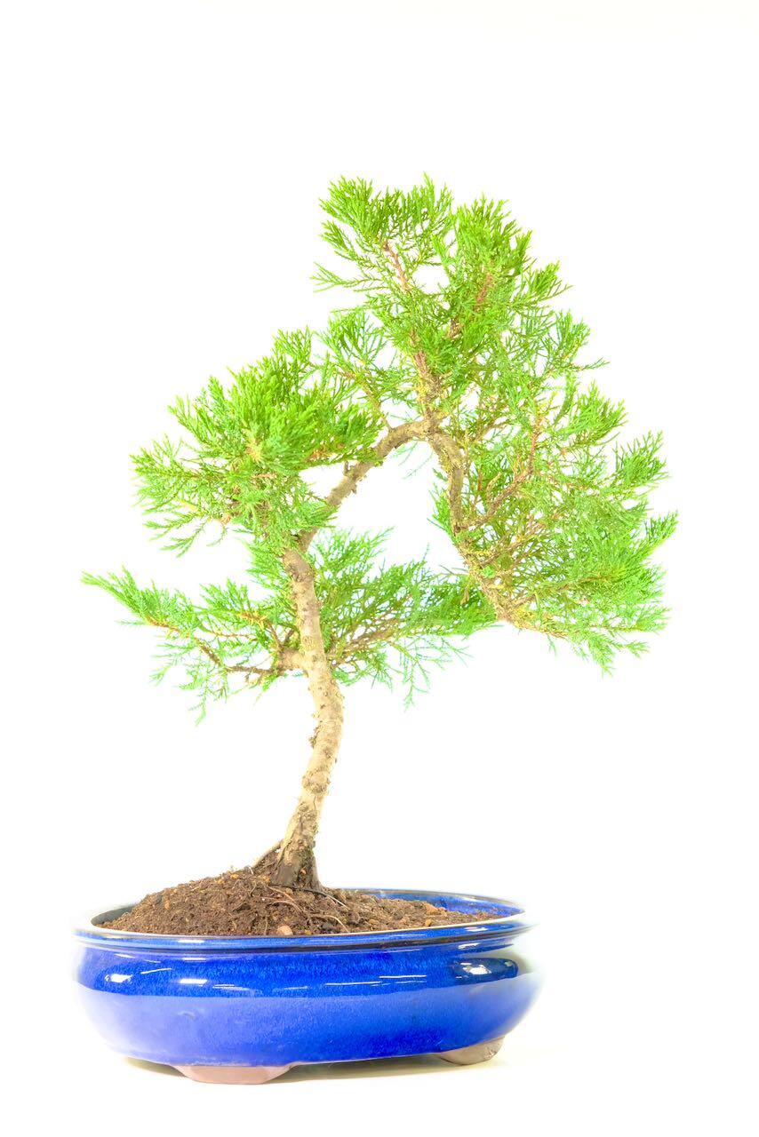 Hardy Chinese Juniper Bonsai Tree | Evergreen Mature Specimen with Highly Refined Design