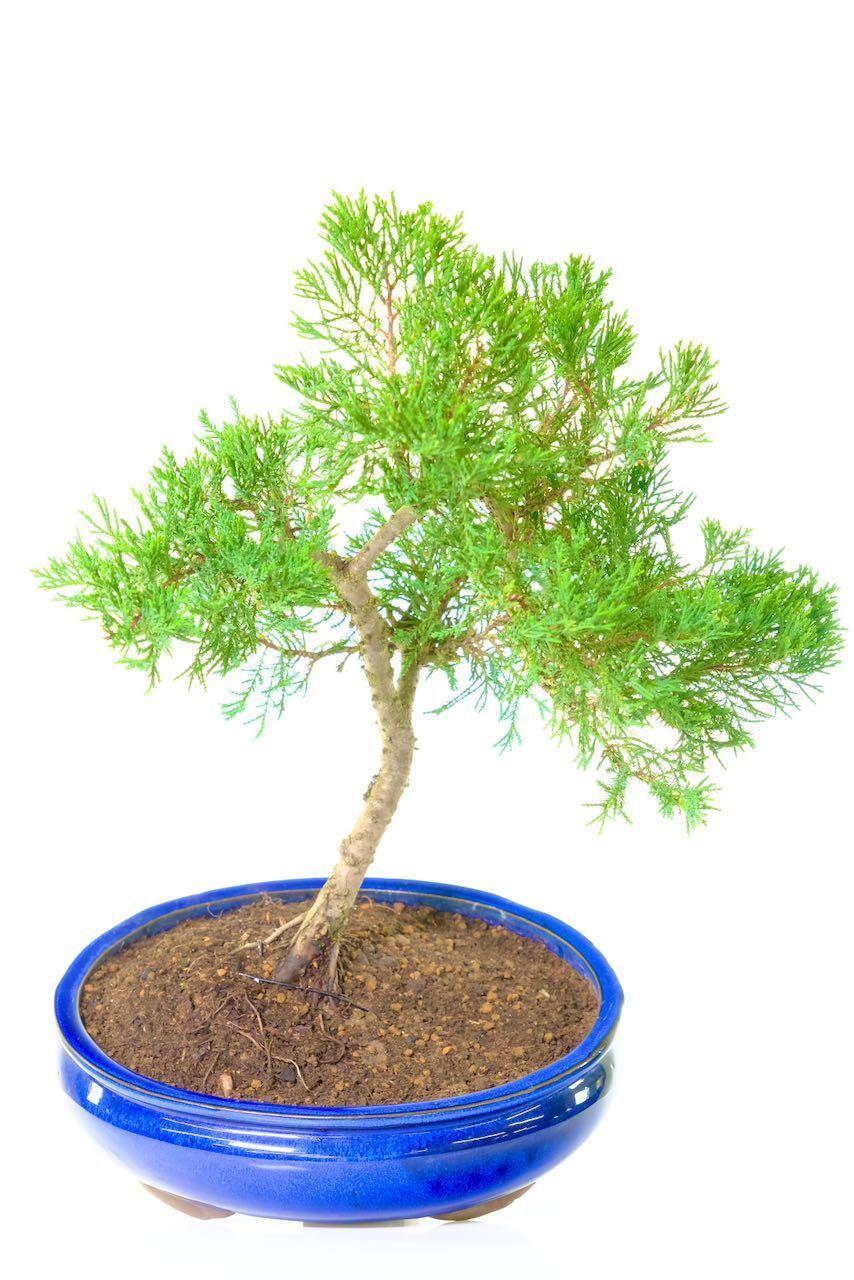 A Lovely Evergreen Juniper Bonsai: Juniperus chinensis
