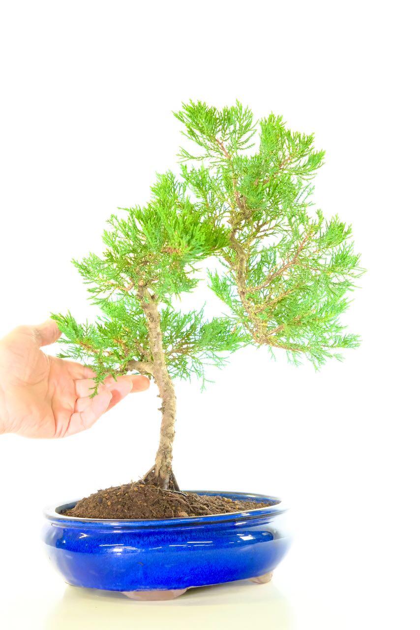 Chinese juniper in royal blue pot