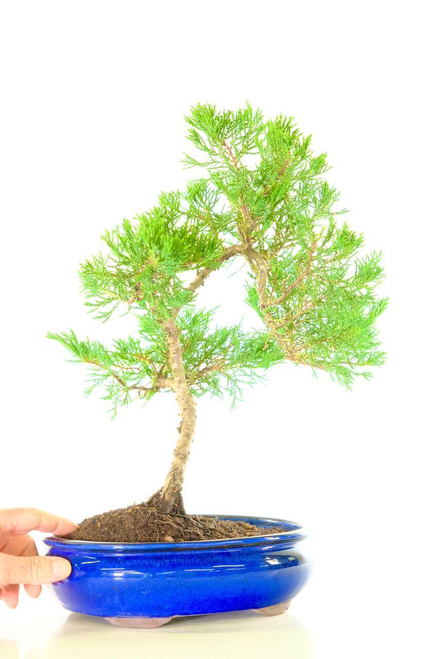 Chinese juniper - Juniperus Chinese evergreen bonsai tree for sale