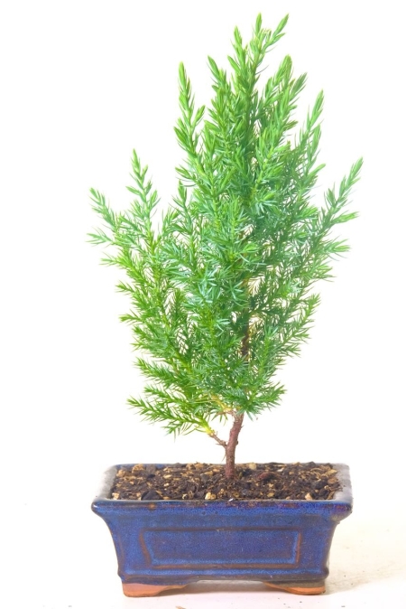 Mini Chinese juniper Starter bonsai tree for sale