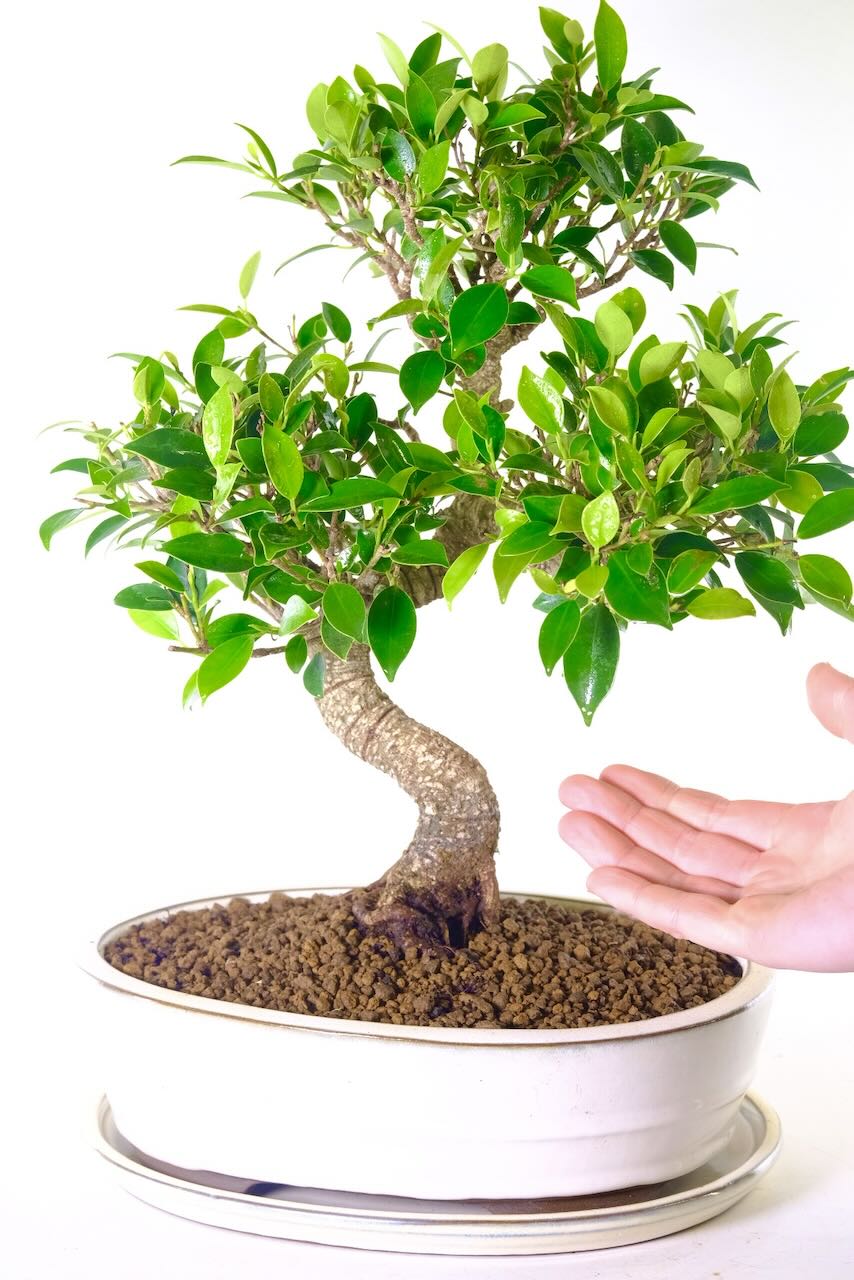 The lush leaves of the ficus bonsai plant