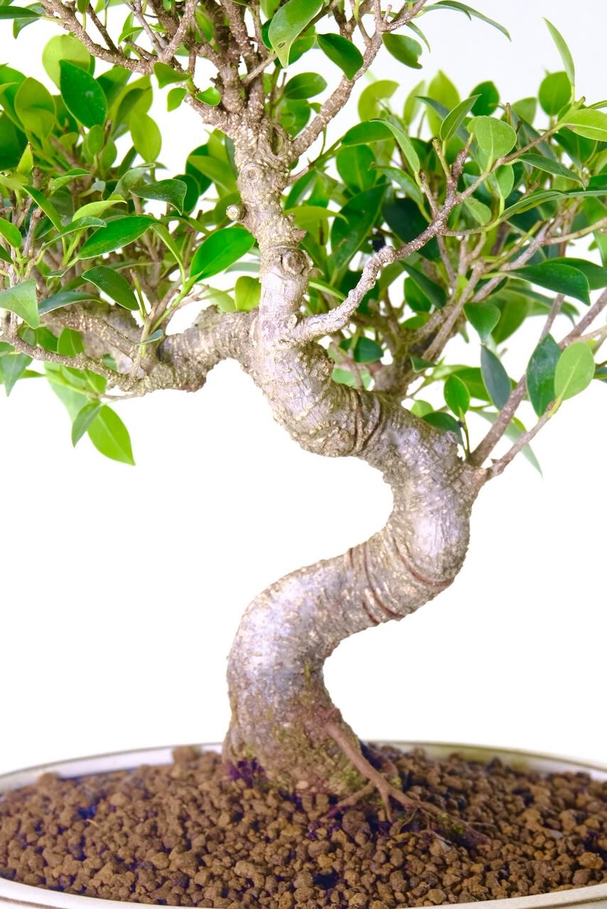 Indoor Ficus Bonsai Tree – The Classic Banyan for Indoors
