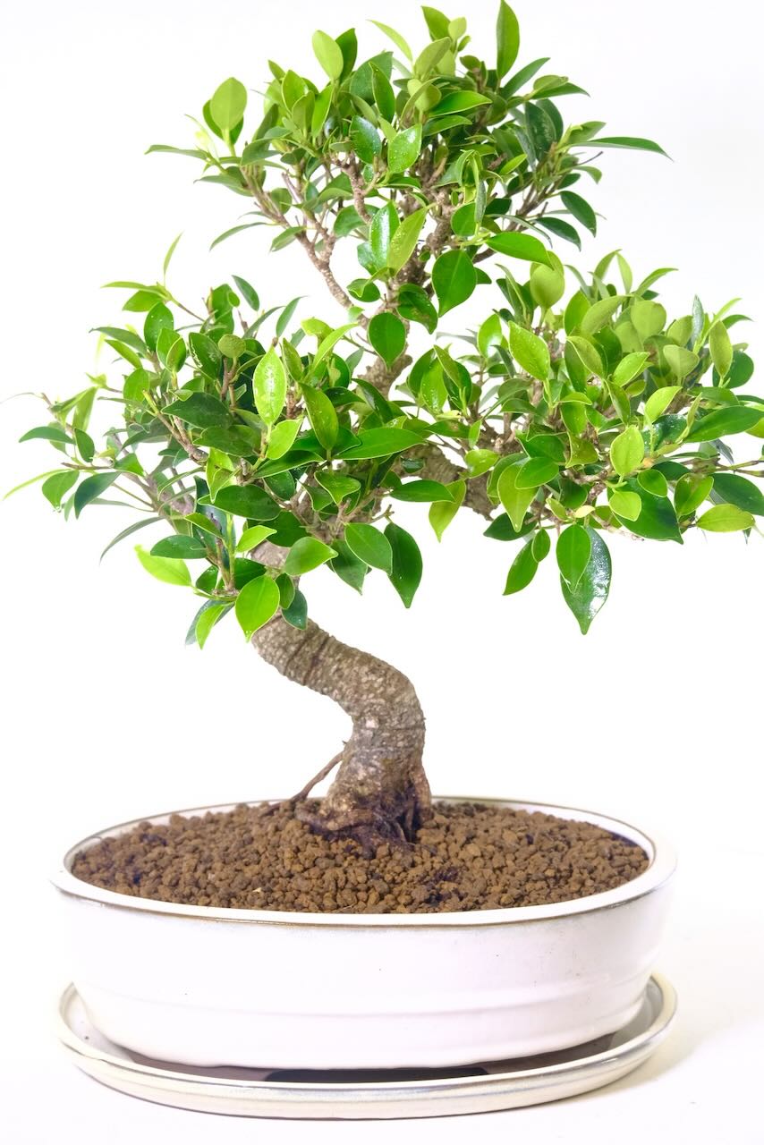 Spectacular Indoor Ficus Bonsai Tree with Outstanding Root Flare (Nebari)