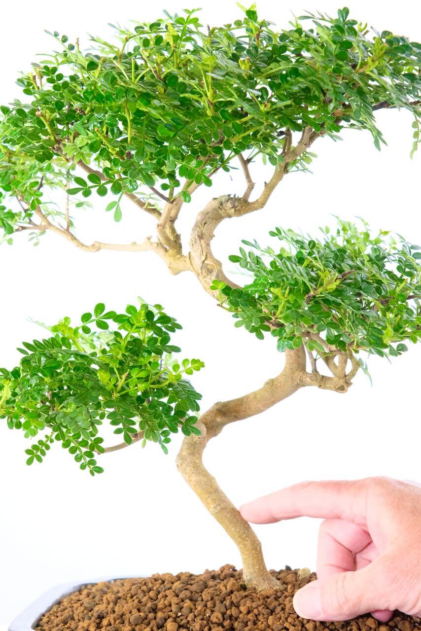 Beautiful red-toned bark with "zig zag" shaping