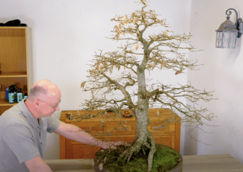 Remarkable 55 year old Hornbeam bonsai Repotting with bonsai expert Lloyd from Bonsai Direct