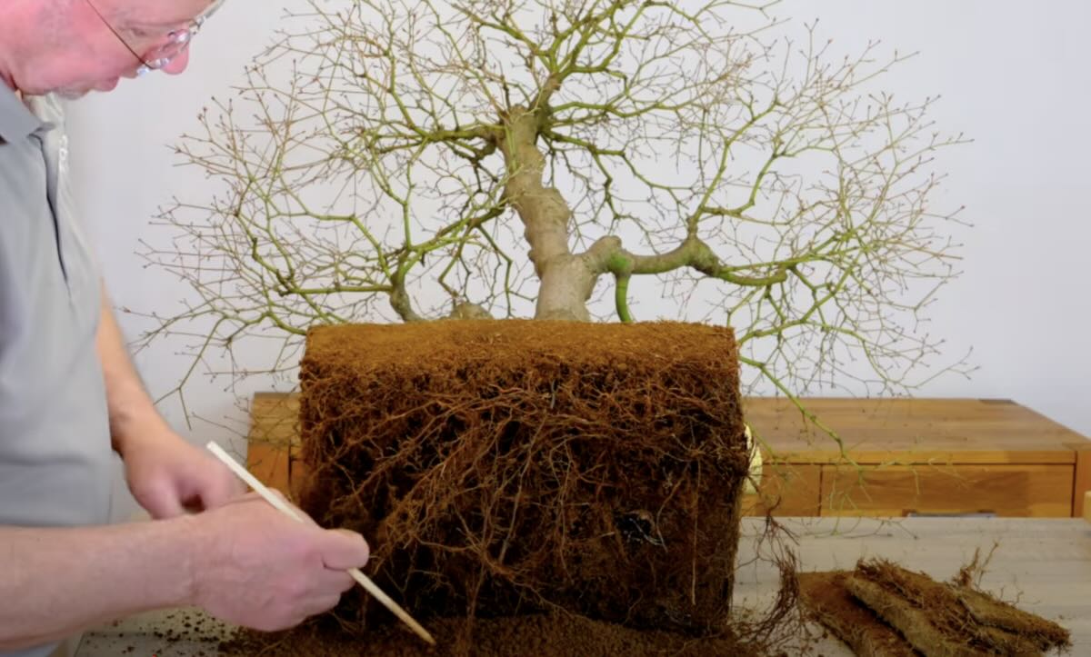 This photo shows the healthy roots of this sensational 110 year old Japanese Maple Bonsai tree
