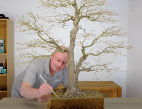 Lloyd working on this impressive & mighty 110 year old Japanese Maple bonsai tree